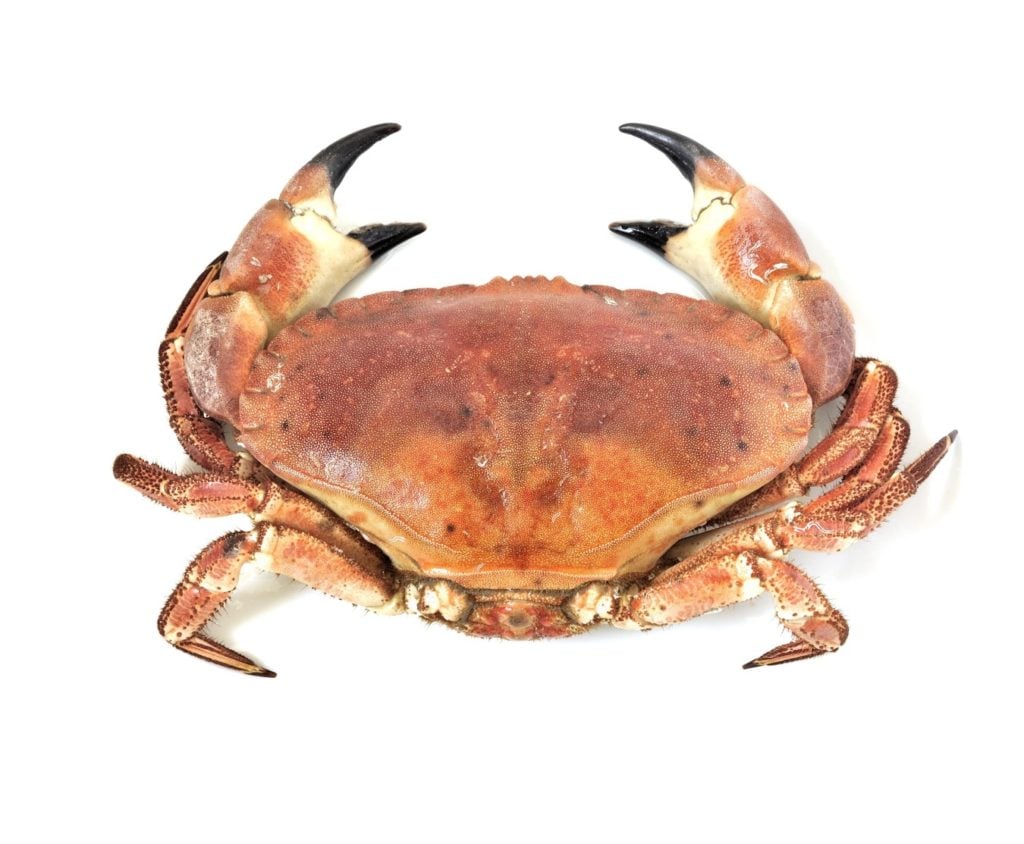 Crab