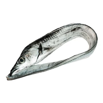 Sword Fish