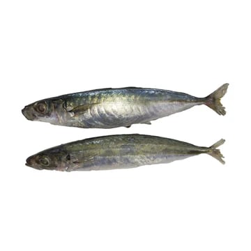 Galunggong