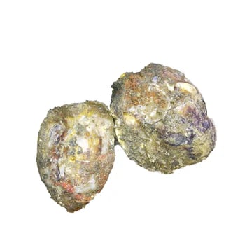Oyster