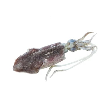Large squid 